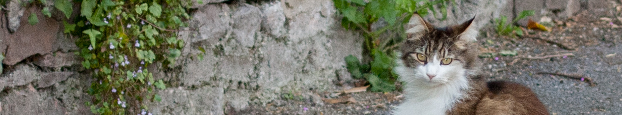A cat looking at the camera